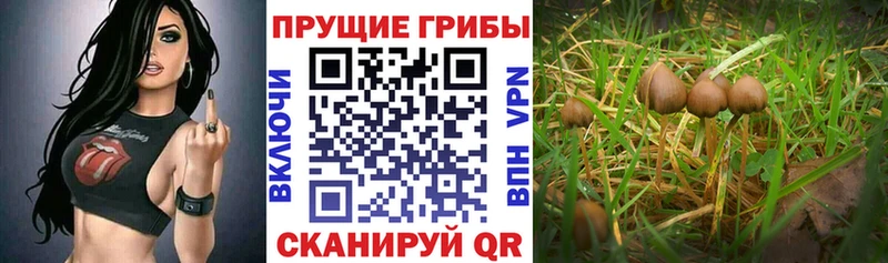 Галлюциногенные грибы Psilocybine cubensis  Купить где  Ржев 